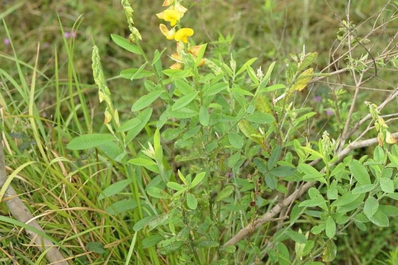 Cây Lục lạc lá ổi dài. Crotalaria assamica Benth - Cây Thuốc Nam Quanh Ta